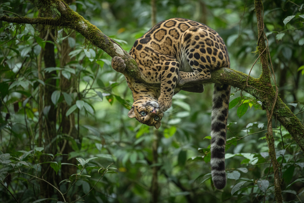 Clouded Leopard — image 3