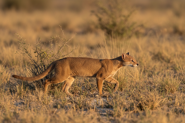 Jaguarundi — image 3