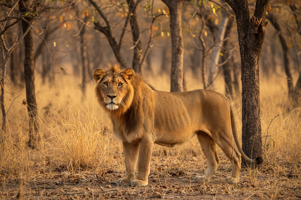 Lion — image 3
