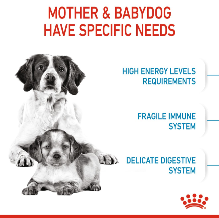 List of specific needs for mothers and puppies including high energy, fragile immune system, and delicate digestion.