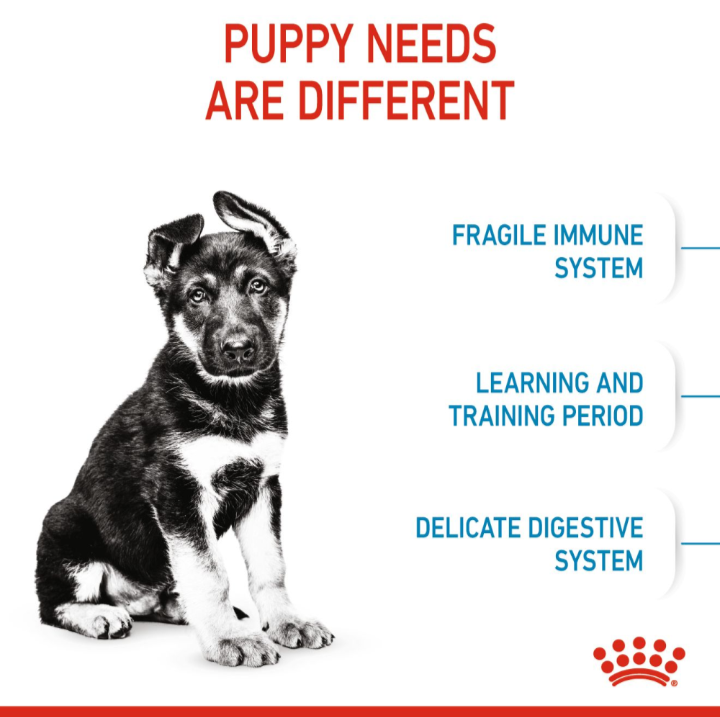 Illustration of a German Shepherd puppy explaining fragile immune systems, learning periods, and delicate digestive needs.