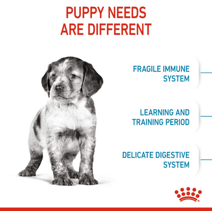 Illustration of a puppy highlighting specific needs: fragile immune system, learning period, and delicate digestive system.