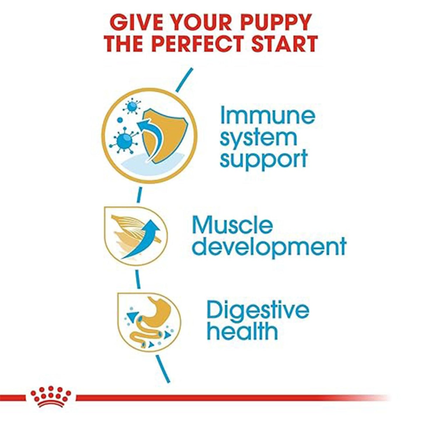 Infographic showing benefits: Immune system support, muscle development, and digestive health.