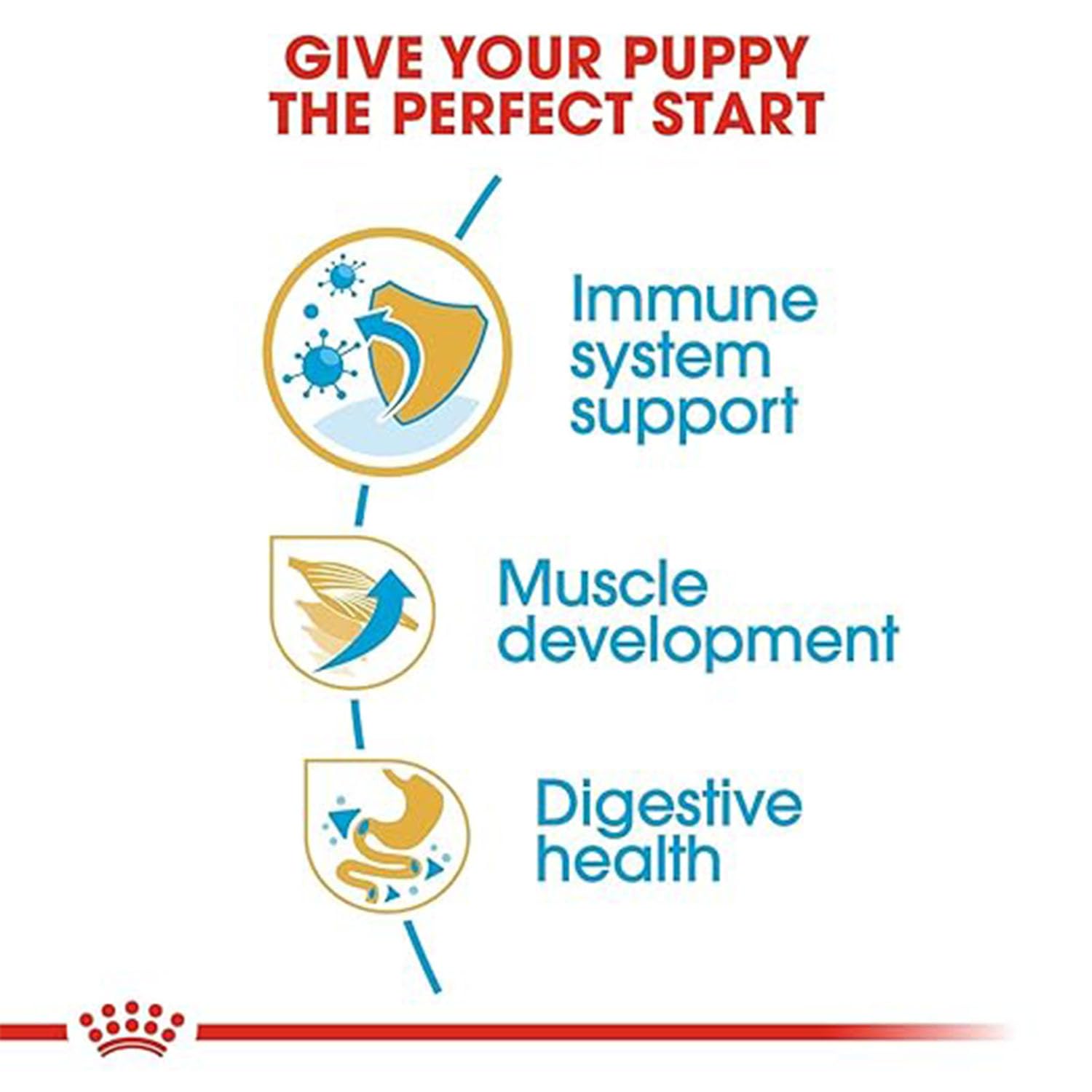 Infographic showing benefits: Immune system support, muscle development, and digestive health.