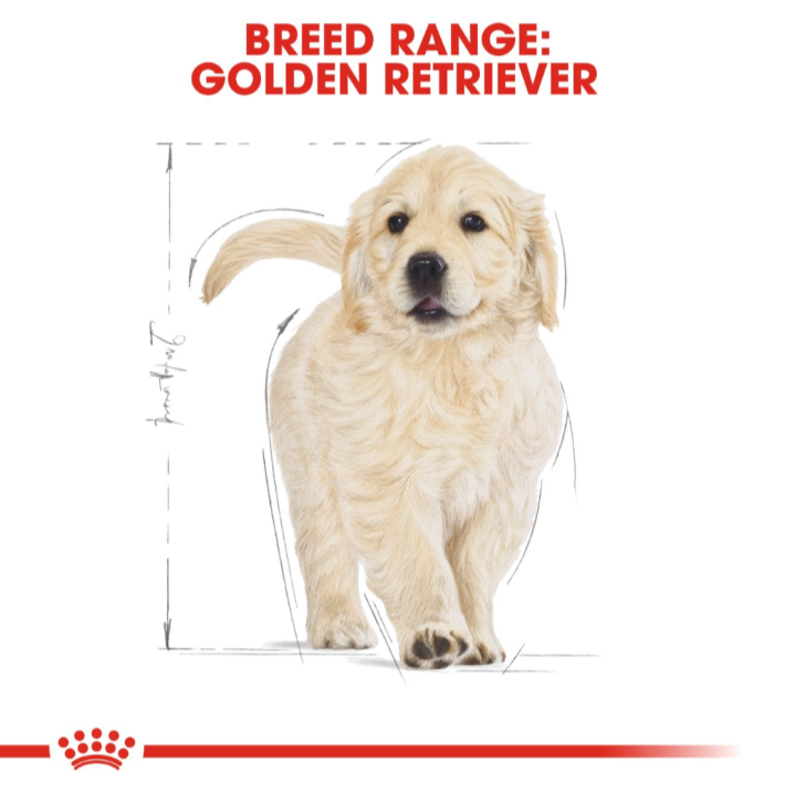 Illustration of a Golden Retriever puppy representing the Royal Canin breed health nutrition range.