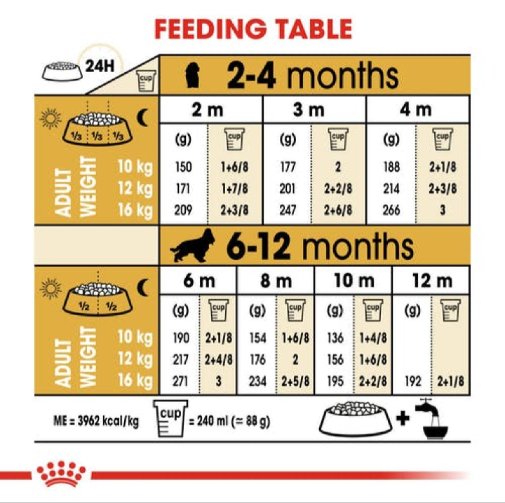 A detailed feeding table for Cocker Spaniel puppies showing daily portions in grams and cups based on age (2-12 months) and expected adult weight.
