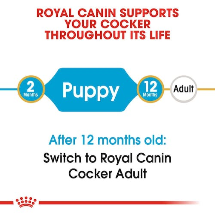 A transition timeline graphic showing that Royal Canin Cocker Puppy food is for ages 2 to 12 months, followed by a switch to Cocker Adult.