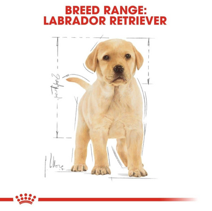 Illustration of a yellow Labrador Retriever puppy with anatomical measurements and "Breed Range" title.