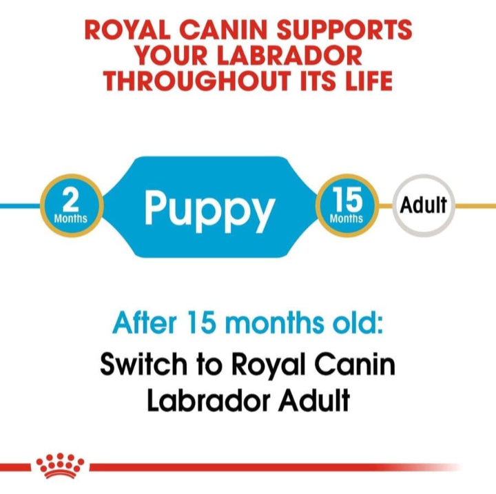 Timeline showing the transition from Labrador Puppy food to Labrador Adult food at 15 months of age.