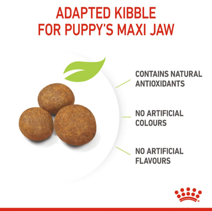 Close-up of Royal Canin Maxi Puppy kibble adapted for large jaws with no artificial colors or flavors.