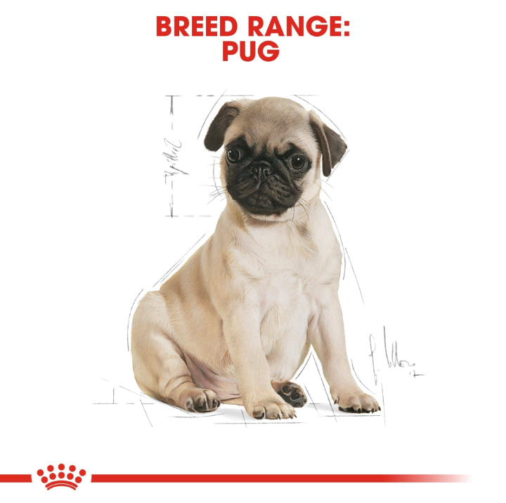 A detailed artistic illustration of a Pug puppy used for Royal Canin Breed Health Nutrition branding.