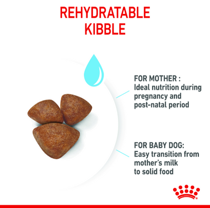 Close-up of Royal Canin rehydratable kibble designed for easy transition from mother's milk to solid food.