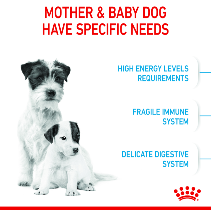 Graphic showing specific needs for mother and baby dogs: high energy, fragile immune system, and delicate digestion.