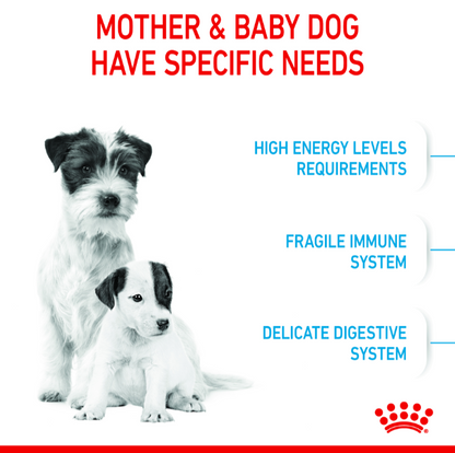 Graphic showing specific needs for mother and baby dogs: high energy, fragile immune system, and delicate digestion.