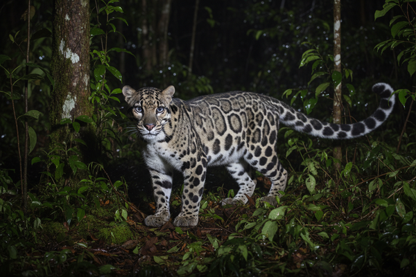 Sunda Clouded Leopard — image 4