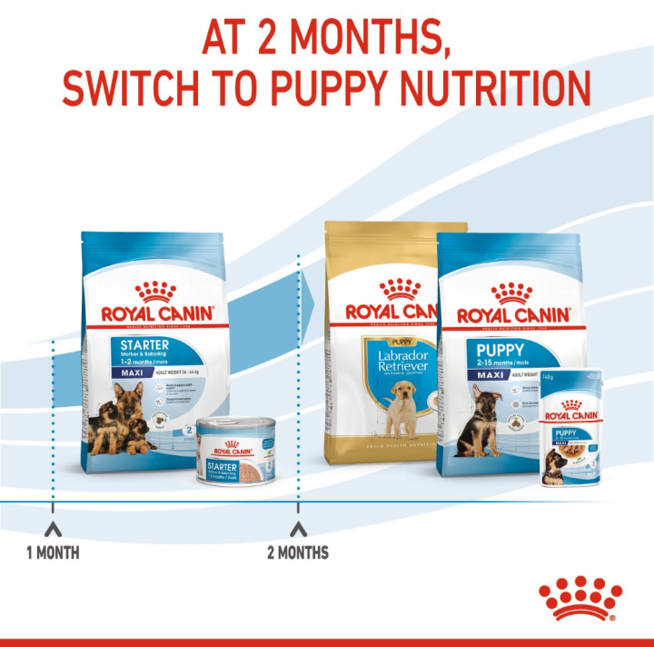 Infographic showing the timeline to switch from Royal Canin Starter to Puppy nutrition at 2 months of age.