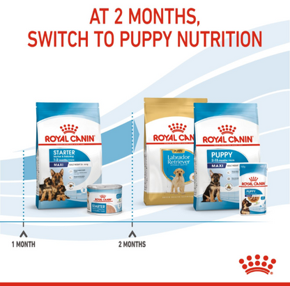 Infographic showing the timeline to switch from Royal Canin Starter to Puppy nutrition at 2 months of age.